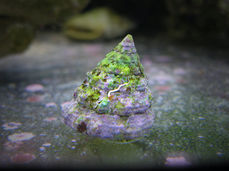 Astrea Snails - Regular Size
