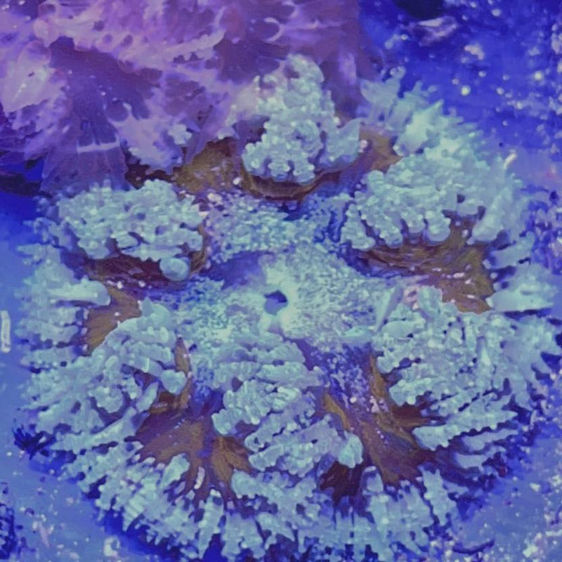 Rock Flower Anemones, Ultra