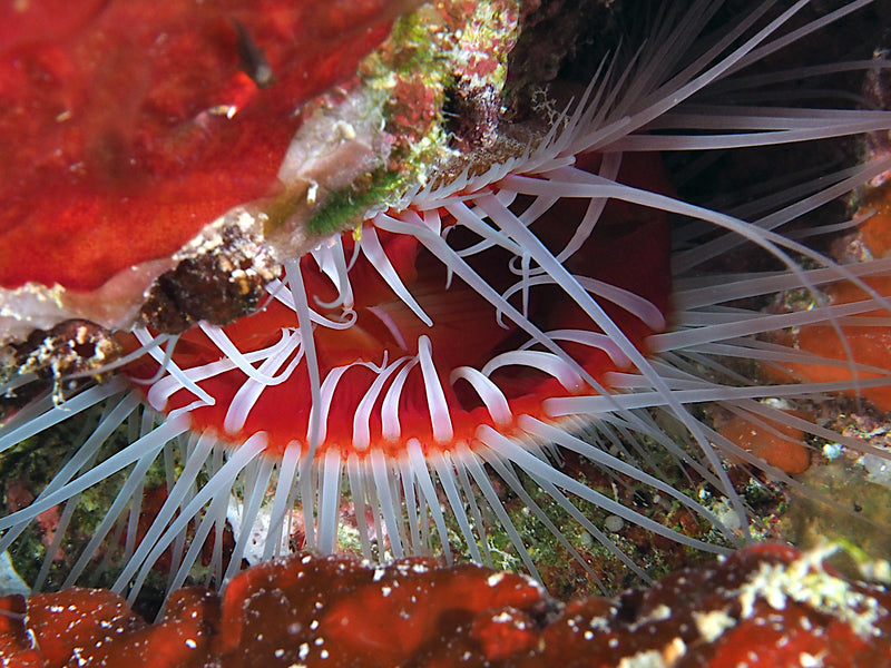 Red Flame Scallop