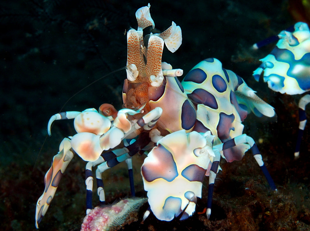 Harlequin Shrimp