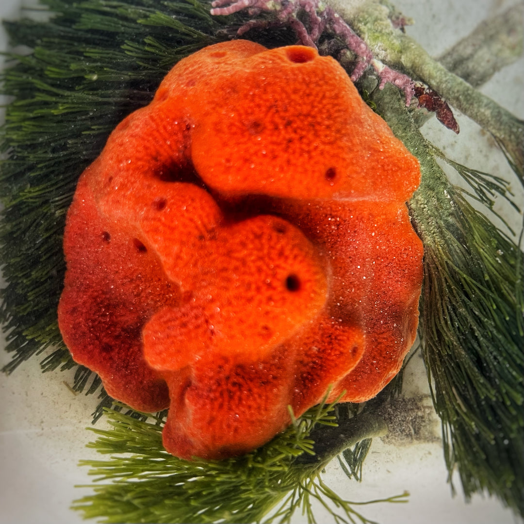 Red Ball Sponge