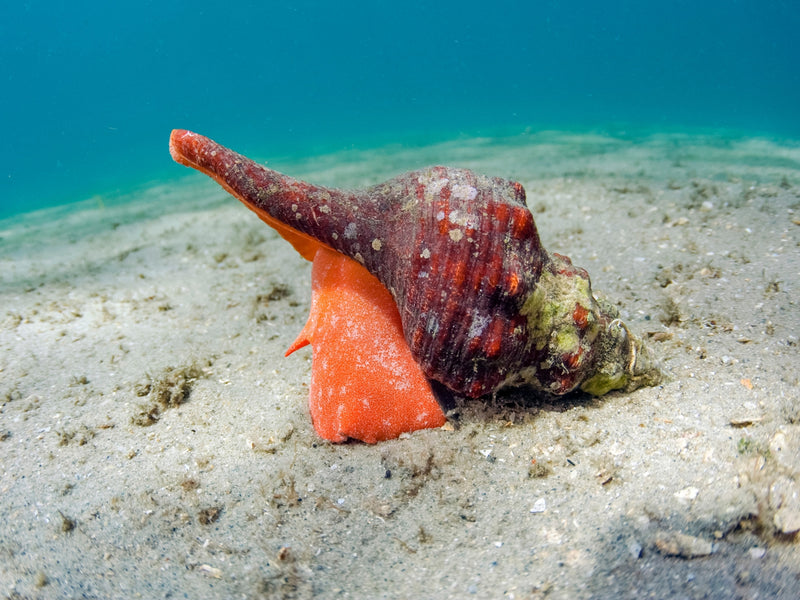 Horse Conch