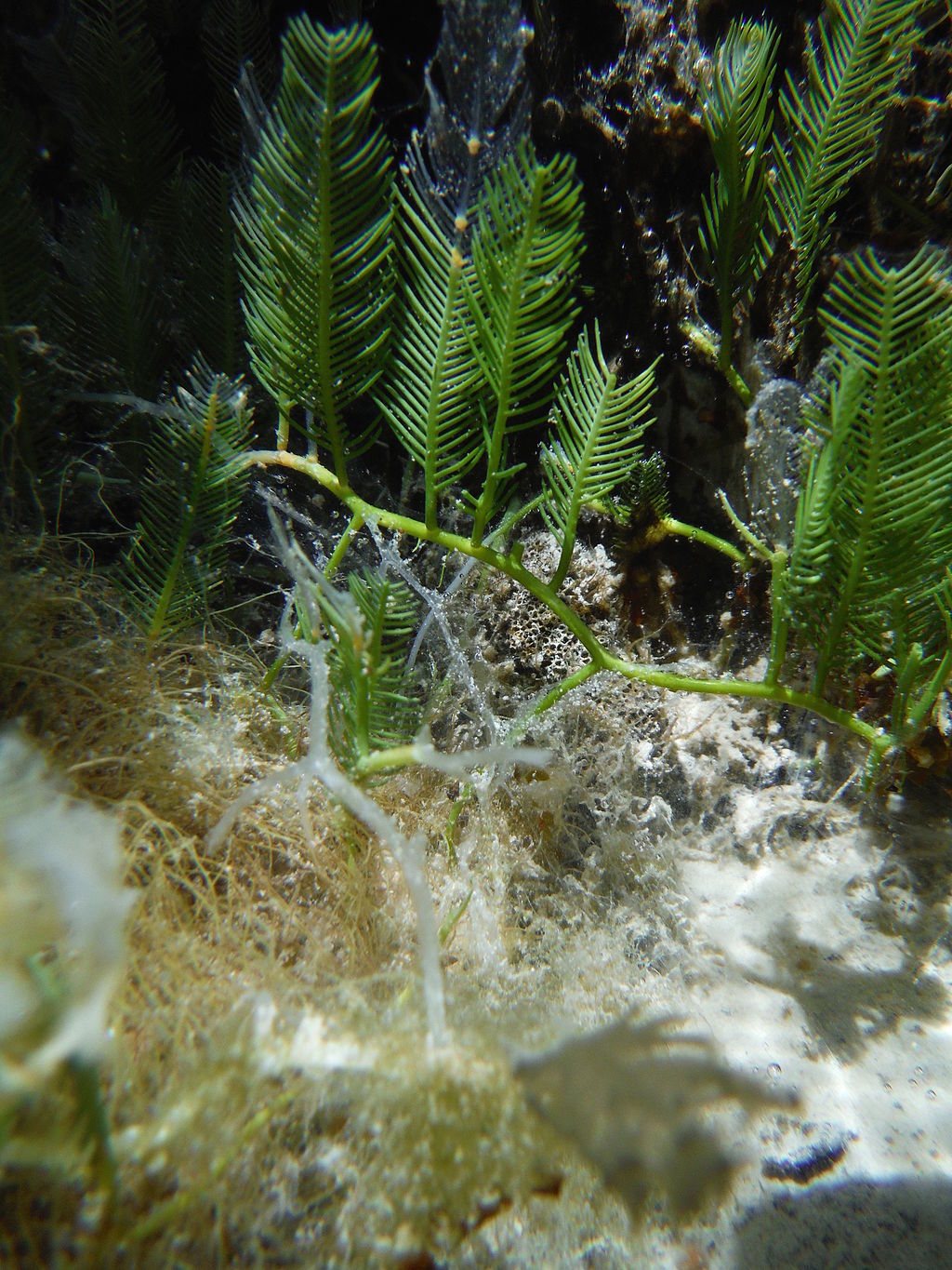 Green Feather Caulerpa - Baseball Quantity