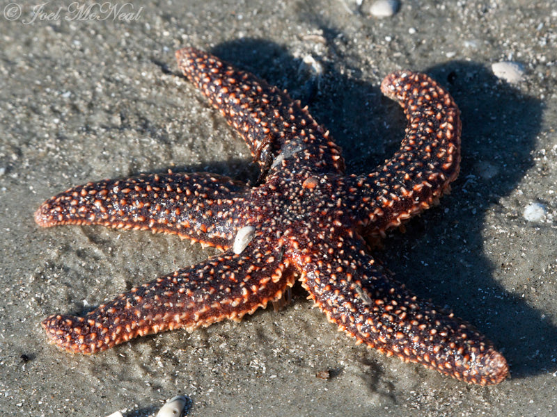 Common Caribbean Starfish