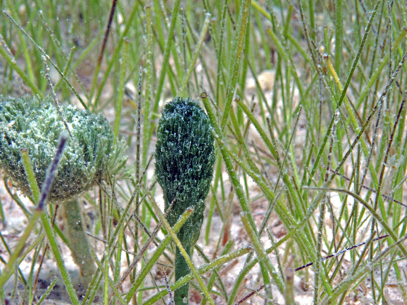 Shaving Brush Stem Plant