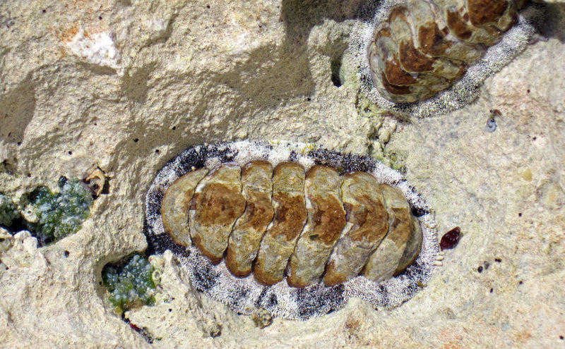 Fuzzy Chitons