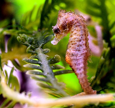 Dwarf Pygmy Seahorses