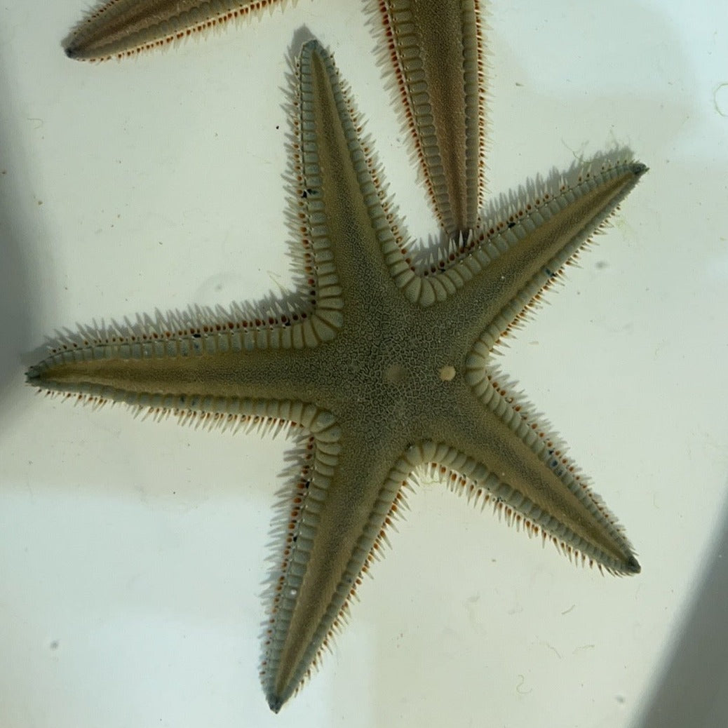 Sand Sifting Starfish, Florida