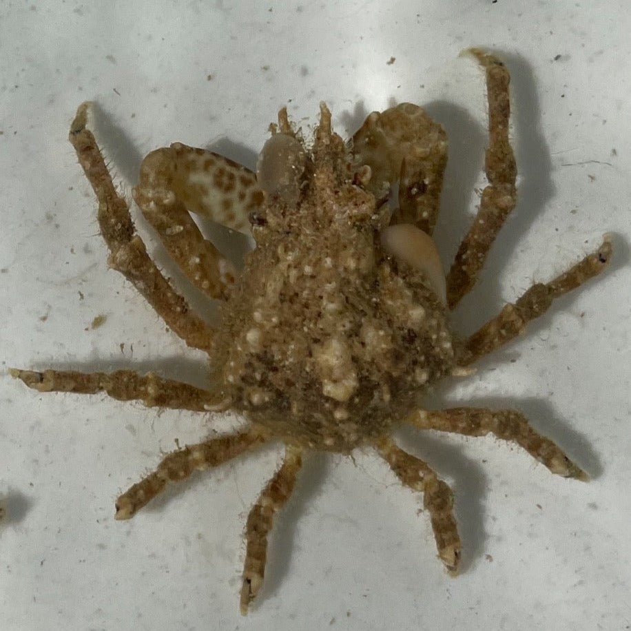 Decorator Crab