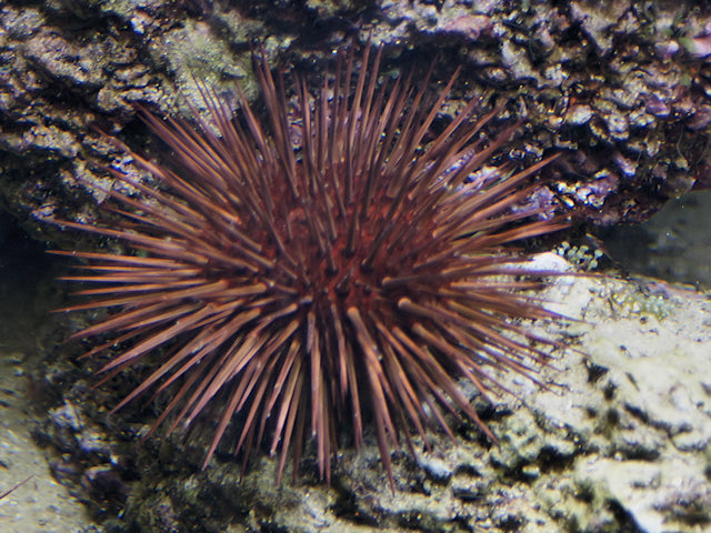 Short Spine Rock Urchin