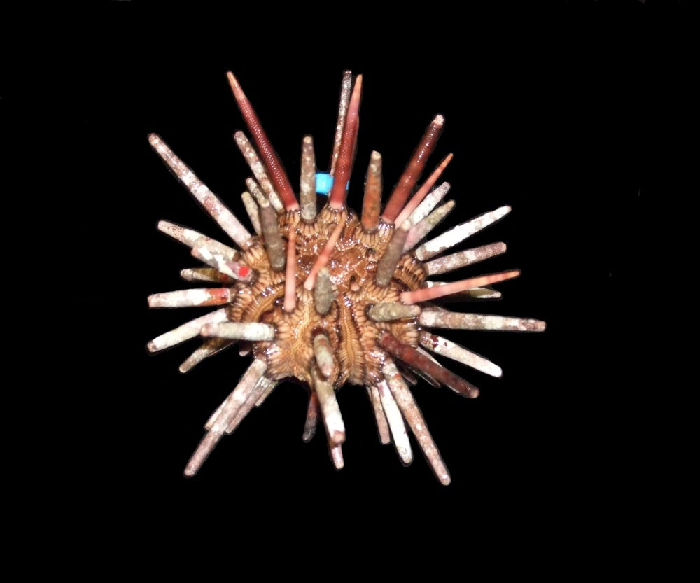 Pencil Urchin