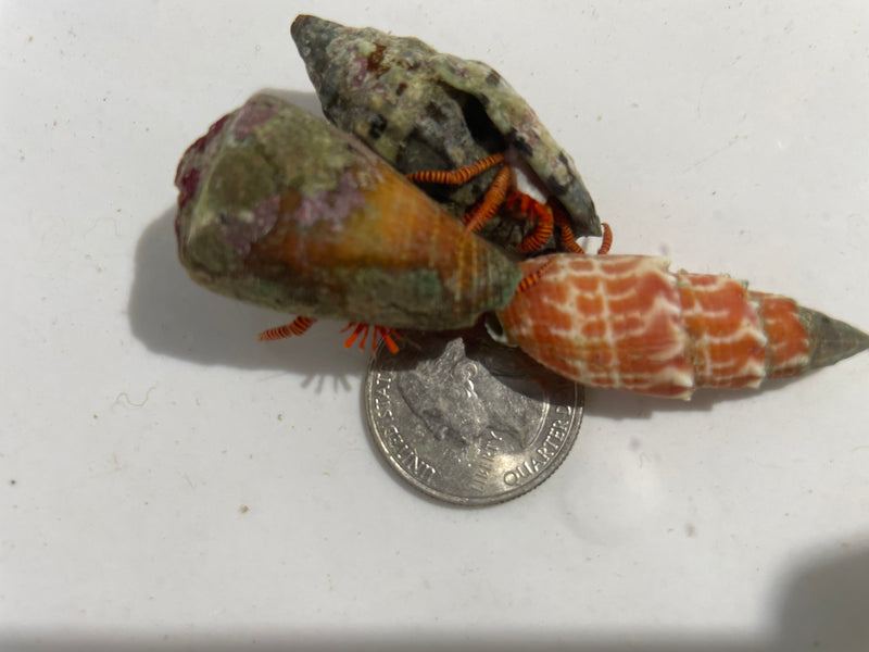 Halloween Hermit Crab