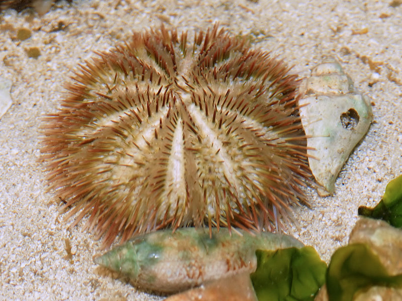 Pincushion Urchin