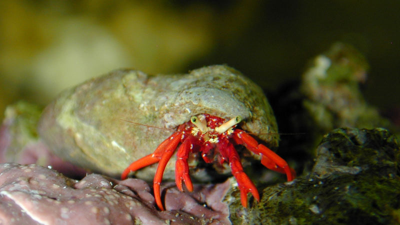 Scarlet Reef Hermit Crab