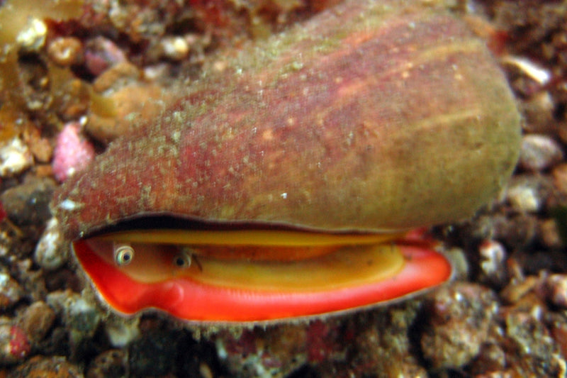 Strawberry Conch