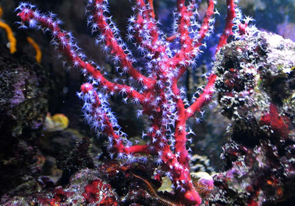 Red Finger Gorgonian