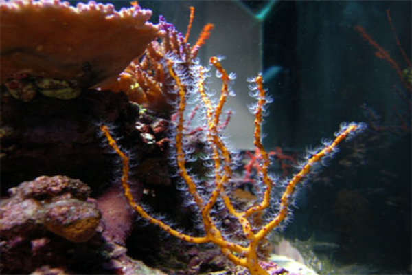 Yellow Finger Gorgonian