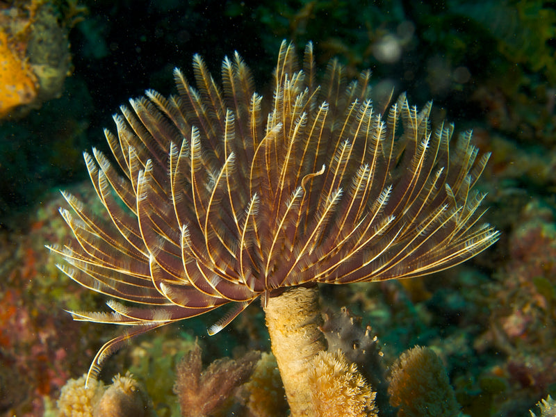 Feather Duster