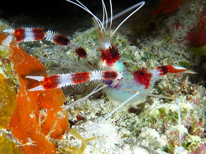 Banded Coral Shrimp