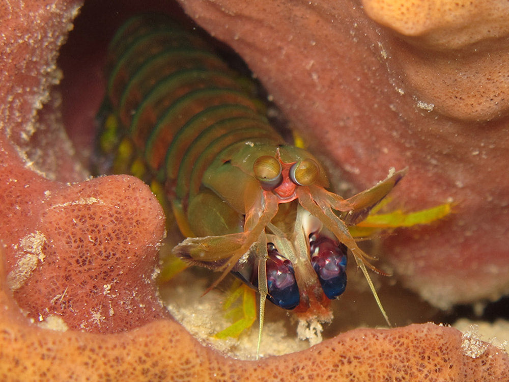 Caribbean Rock Mantis Shrimp