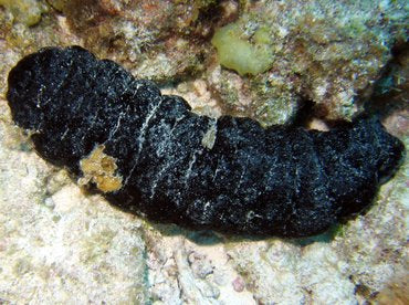 Donkey Dung Sea Cucumber 6"-10"