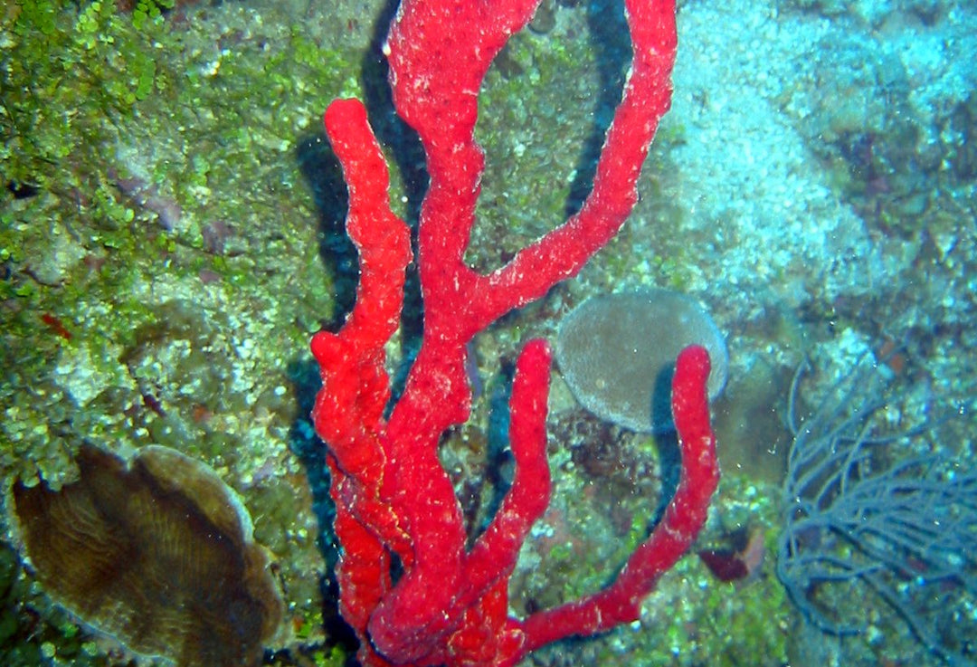 Red Tree Sponge