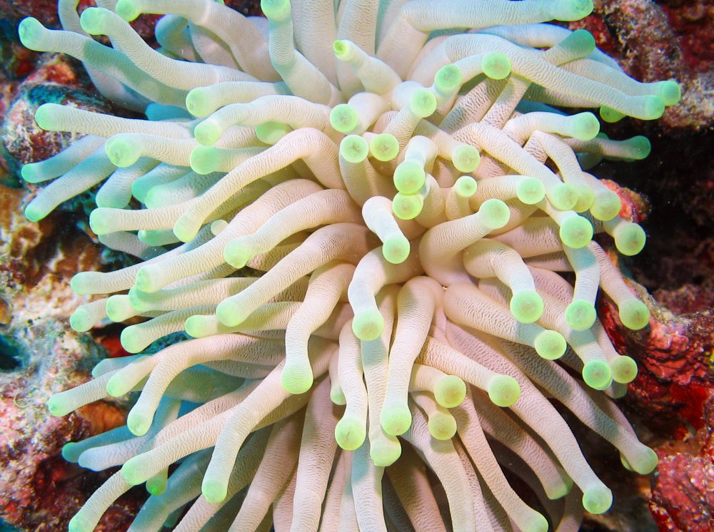 Haitian Condy Anemone