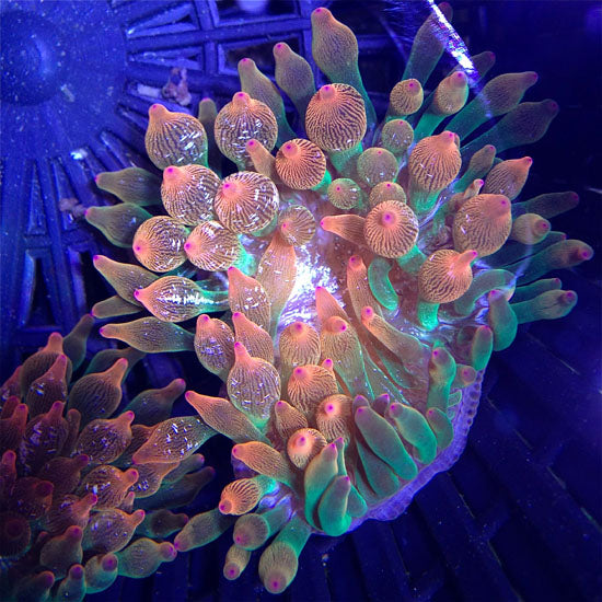 Rainbow Bubble Tip Anemone