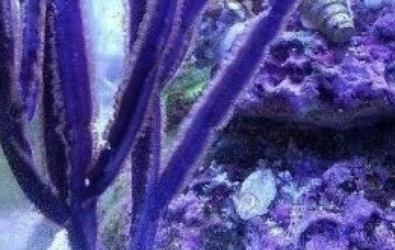Purple Whip/Ribbon Gorgonian