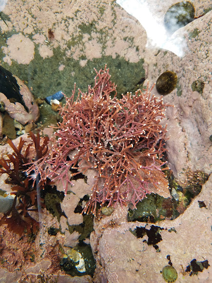 Branching Purple Coralline Algae Cluster 2-3"