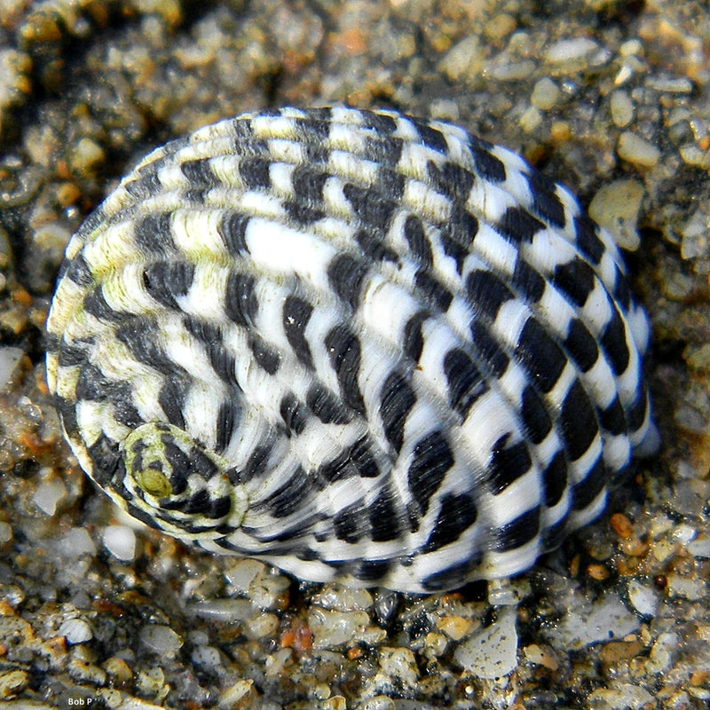 Nerite Snail