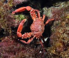 Ruby Red Mithrax Crab