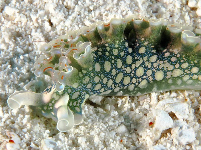Lettuce Nudibranch Sea Slug