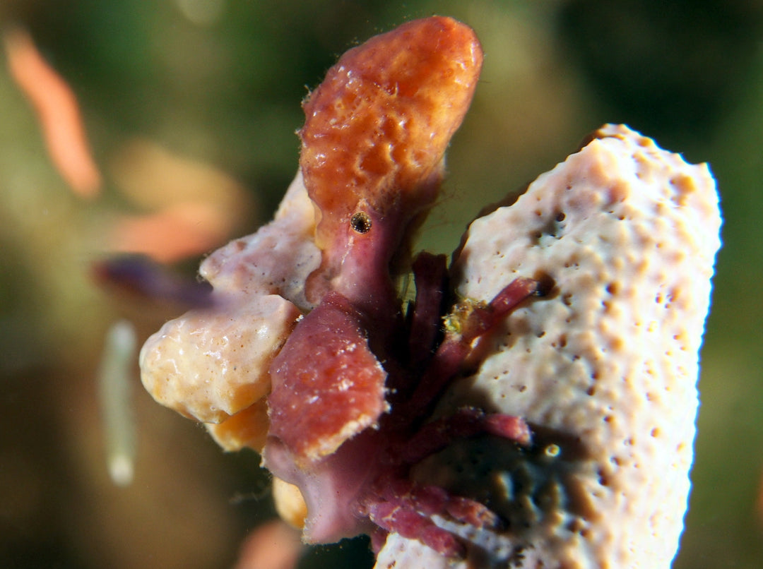 Decorator Crab w/ Sponge