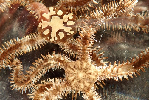 Brittle Starfish