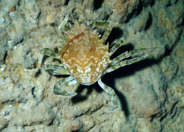 Pitho Crab