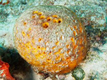 Orange/Yellow Ball Sponge