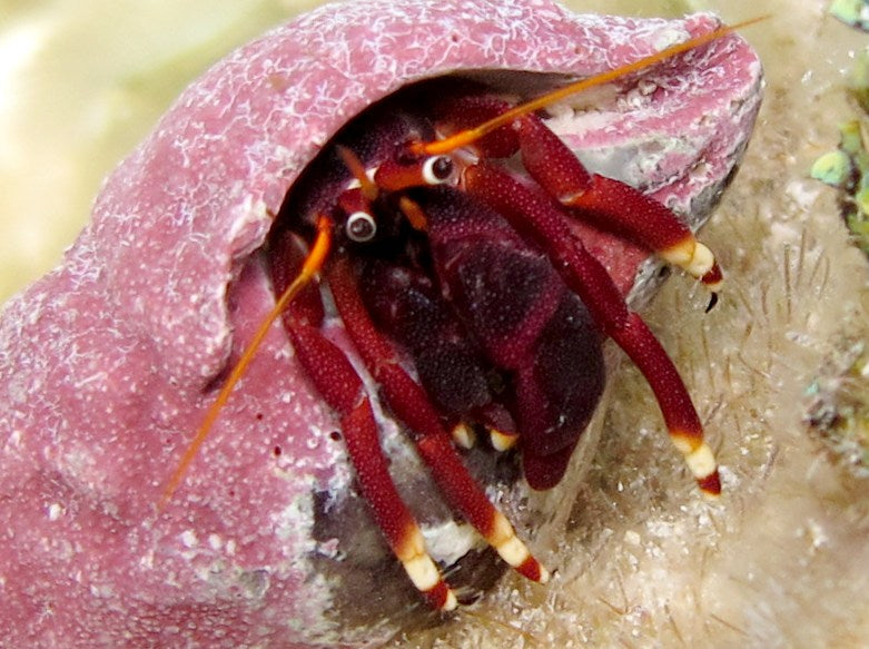 Orange Claw Hermit Crab 1"- 2"