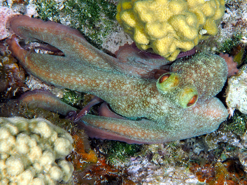 Caribbean Reef Octopus - 5"-10"