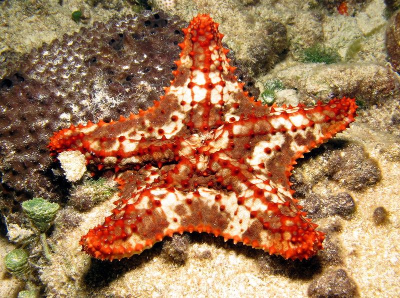 Bahama Starfish
