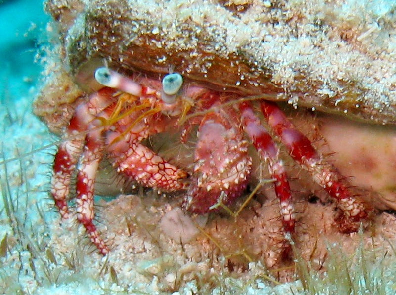 Starry Eyed Hermit Crab