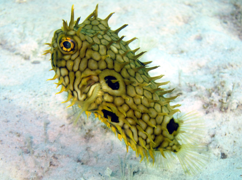 Spiny Box Puffer