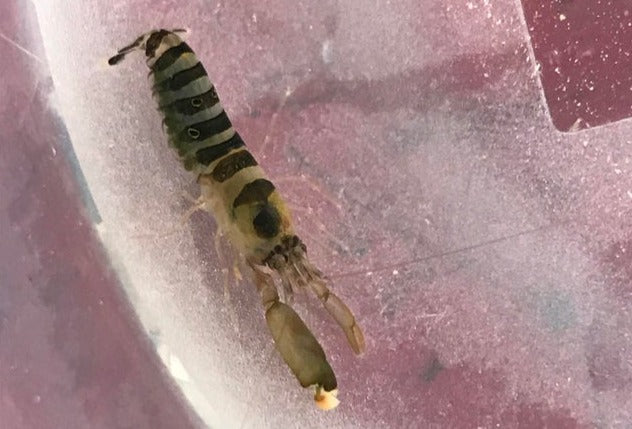 Caribbean Bumblebee Pistol Shrimp